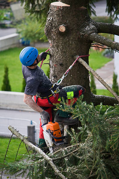 Leaf Removal in Rancho Alegre, TX