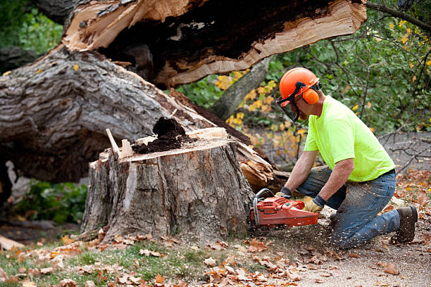 Best Storm Damage Tree Cleanup  in Rancho Alegre, TX