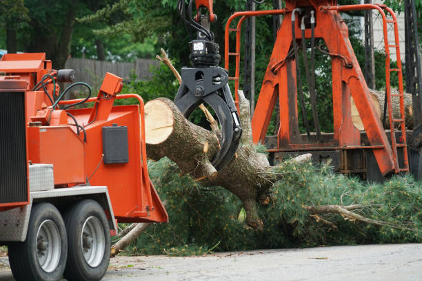 Best Emergency Tree Removal  in Rancho Alegre, TX